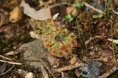 Drosera miniata