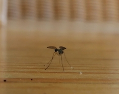 Chrysopilus asiliformis