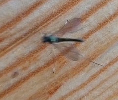 Chrysopilus asiliformis