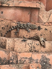 Hemidactylus leschenaultii