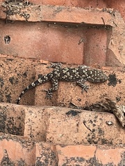 Hemidactylus leschenaultii