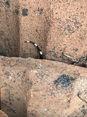 Hemidactylus leschenaultii