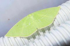 Tanaoctenia haliaria