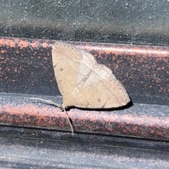 Zanclognatha protumnusalis