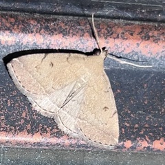 Zanclognatha protumnusalis