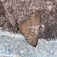 Zanclognatha protumnusalis