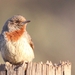 Southern Rufous-necked Wryneck - Photo (c) Grant Egen, some rights reserved (CC BY-NC), uploaded by Grant Egen