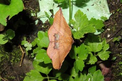 Garaeus apicata