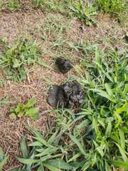 Odocoileus virginianus