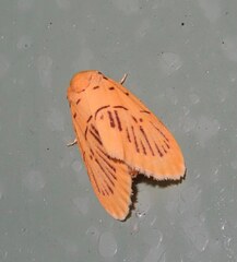 Stigmatophora karenkonis