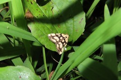 Polypogon reticulatis
