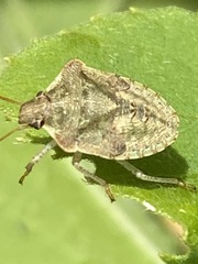Dendrocoris humeralis