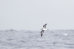 Pterodroma nigripennis