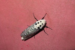 Zeuzera multistrigata