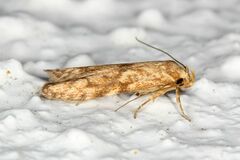 Blastobasis decolorella