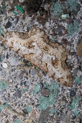 Hypomecis percnioides