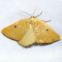 Hesperumia fumosaria