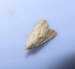 Meganola brunellus