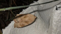 Noctua fimbriata