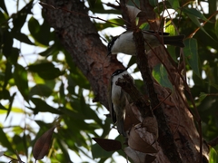 Melithreptus chloropsis