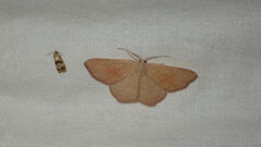 Cyclophora suppunctaria
