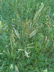 Bromopsis