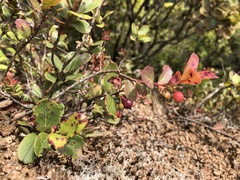 Vaccinium dentatum