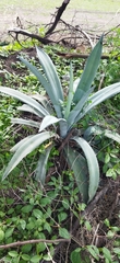 Agave tequilana