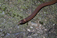 Calamaria pavimentata