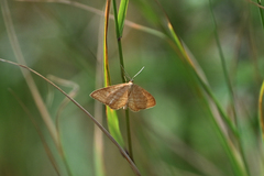 Idaea serpentata
