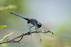 Indothemis limbata