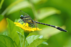 Merogomphus longistigma
