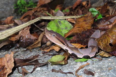 Deinagkistrodon acutus