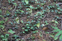 Pyrola chlorantha