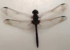 Diplacodes lefebvrii