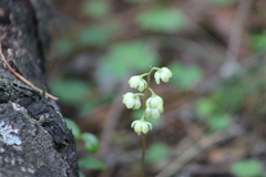 Pyrola chlorantha