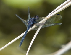 Diplacodes lefebvrii