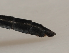 Diplacodes lefebvrii