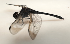 Diplacodes lefebvrii