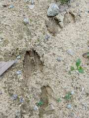 Odocoileus virginianus