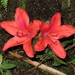 Rhododendron nakaharae - Photo (c) Huang,Yu-Xiang, algunos derechos reservados (CC BY-NC), subido por Huang,Yu-Xiang