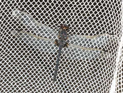 Diplacodes lefebvrii