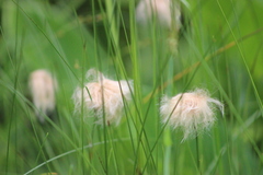 Eriophorum chamissonis