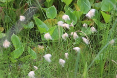 Eriophorum chamissonis