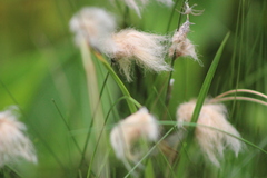Eriophorum chamissonis