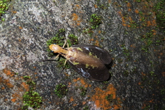 Protohermes costalis