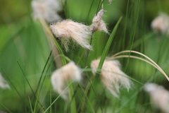 Eriophorum chamissonis