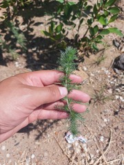 Neopallasia pectinata