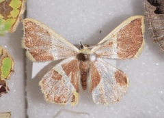 Plutodes transmutata