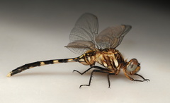 Orthetrum brachiale